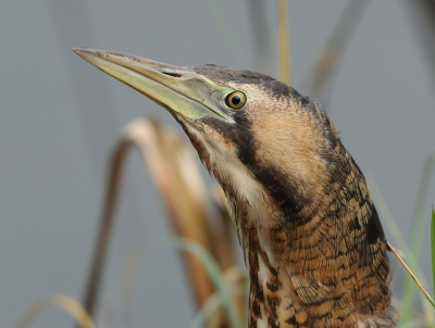 De roerdomp kwam langzaam aan steeds dichterbij totdat hij gelukkig ook even uit het riet tevoorschijn kwam.
met de 500 erop was dit het enige beeld wat ik kon maken.