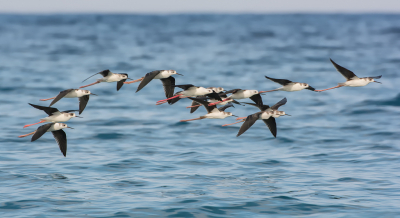 <i class='fa fa-user'></i> LeerdammerKees |   Steltkluut  <i class='fa fa-eye'> 306</i>  <i class='fa fa-thumbs-up'> 4</i>   <i class='fa fa-comment-o'> 16</i>