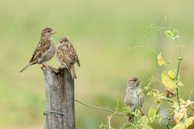 <i class='fa fa-user'></i> Wil Doorn-Meijne |   Huismus  <i class='fa fa-eye'> 230</i>  <i class='fa fa-thumbs-up'> 6</i>   <i class='fa fa-comment-o'> 11</i>