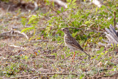 Een Orintaalse Pieper mag dan wel vrij algemeen in Azie voorkomen maar is moeilijk vast te leggen door het kleine postuur (max 15 cm), de perfecte schutkleuren en de zeer snelle beweging. Vliegen doet deze vogel zelden. Het is meer een soort renvogel. Dat blijkt ook uit het aantal foto's in BP. Deze staat er scherp op terwijl hij/zij 'ongemerkt' in door de berm van de weg rende waar bijna iedereen alleen aandacht had voor voor de Hindustaanse processie die voorbij kwam. Dit is waarschijnlijk de lokale subspecies malayensis.