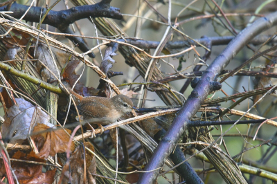 <i class='fa fa-user'></i> Gerard Visser |   Winterkoning  <i class='fa fa-eye'> 116</i>   <i class='fa fa-comment-o'> 21</i>