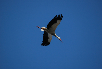 Nikon D70 + 70-300 5.6