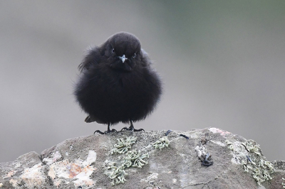 <i class='fa fa-user'></i> janusjansen |   Zwarte Tapuit  <i class='fa fa-eye'> 302</i>  <i class='fa fa-thumbs-up'> 14</i>   <i class='fa fa-comment-o'> 12</i>