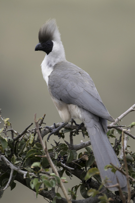 <i class='fa fa-user'></i> Paul van Giersbergen |   Maskertoerako  <i class='fa fa-eye'> 213</i>  <i class='fa fa-thumbs-up'> 14</i>   <i class='fa fa-comment-o'> 8</i>