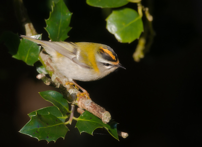 <i class='fa fa-user'></i> Hillebrand Keun |   Vuurgoudhaan  <i class='fa fa-eye'> 298</i>  <i class='fa fa-thumbs-up'> 23</i>   <i class='fa fa-comment-o'> 18</i>