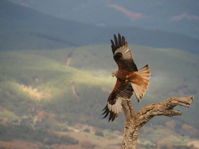 <i class='fa fa-user'></i> corvanspijk |   Rode Wouw  <i class='fa fa-eye'> 336</i>  <i class='fa fa-thumbs-up'> 9</i>   <i class='fa fa-comment-o'> 8</i>