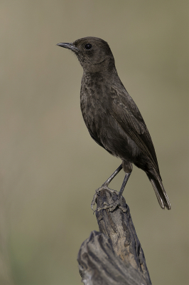 <i class='fa fa-user'></i> Paul van Giersbergen |   Zwarte Miertapuit  <i class='fa fa-eye'> 118</i>   <i class='fa fa-comment-o'> 1</i>