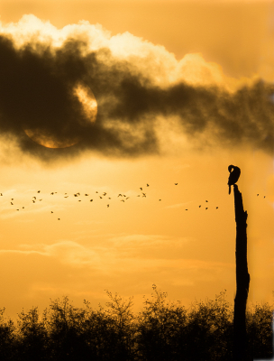 <i class='fa fa-user'></i> Truus Aletta Maan |   Aalscholver  <i class='fa fa-eye'> 194</i>  <i class='fa fa-thumbs-up'> 12</i>   <i class='fa fa-comment-o'> 12</i>