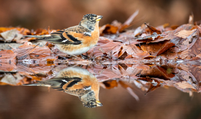 Gisteren samen met Thijs naar hut 4 van Han bouwmeester geweest. Voornaamste doel van mij was namelijk de middelste bonte specht. Mede door de foto van Nel wilde ik daar toch wel een keer heen. Al gauw kwam de specht inderdaad ten tonele. Naast de spechten ook nog een setting gemaakt voor de andere soorten die langskwamen waaronder deze keep. Ik kies ervoor eerst deze te delen en dan later nog een keer de specht.