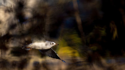 <i class='fa fa-user'></i> ElkevP |   Kokmeeuw  <i class='fa fa-eye'> 130</i>  <i class='fa fa-thumbs-up'> 2</i>   <i class='fa fa-comment-o'> 22</i>