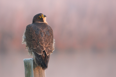 <i class='fa fa-user'></i> Vincent Vuik |   Slechtvalk  <i class='fa fa-eye'> 474</i>  <i class='fa fa-thumbs-up'> 45</i>   <i class='fa fa-comment-o'> 24</i>