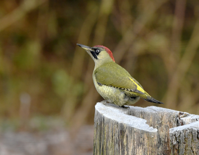 <i class='fa fa-user'></i> henkdikkers |   Groene Specht  <i class='fa fa-eye'> 281</i>  <i class='fa fa-thumbs-up'> 22</i>   <i class='fa fa-comment-o'> 15</i>