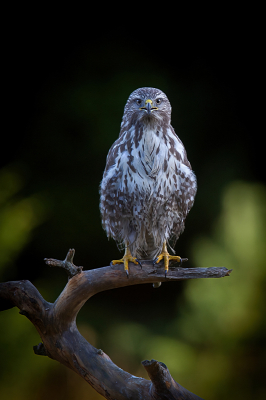 Oogkontakt met een buizerd is altijd wat bijzonder, deze keek mij indringend aan!