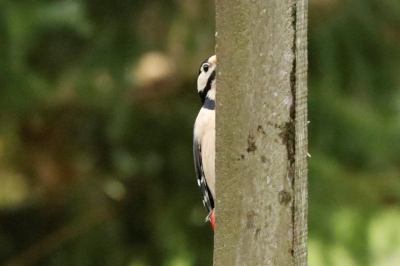 <i class='fa fa-user'></i> Saxofoonbird |   Grote Bonte Specht  <i class='fa fa-eye'> 131</i>  <i class='fa fa-thumbs-up'> 2</i>   <i class='fa fa-comment-o'> 23</i>