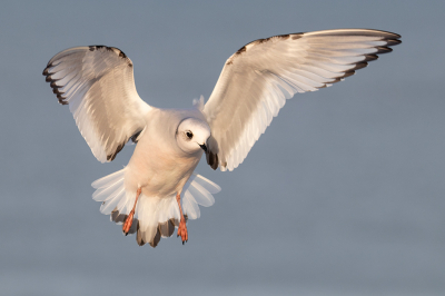 <i class='fa fa-user'></i> Celly |   Ross' Meeuw  <i class='fa fa-eye'> 371</i>  <i class='fa fa-thumbs-up'> 14</i>   <i class='fa fa-comment-o'> 8</i>