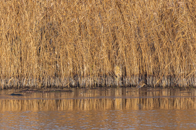 <i class='fa fa-user'></i> jwchess |   Roerdomp  <i class='fa fa-eye'> 153</i>  <i class='fa fa-thumbs-up'> 5</i>   <i class='fa fa-comment-o'> 22</i>