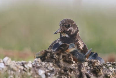 <i class='fa fa-user'></i> Henk Wiebe van der Meulen |   Steenloper  <i class='fa fa-eye'> 125</i>  <i class='fa fa-thumbs-up'> 2</i>   <i class='fa fa-comment-o'> 21</i>