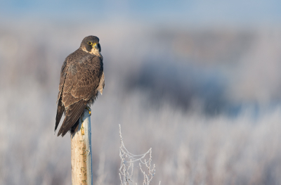 <i class='fa fa-user'></i> Hans Overduin |   Slechtvalk  <i class='fa fa-eye'> 493</i>  <i class='fa fa-thumbs-up'> 41</i>   <i class='fa fa-comment-o'> 21</i>