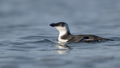 Nog een foto van ons bezoekje aan de brouwersdam.
Deze Alk was heel druk met foerageren, zo druk dat die per duik soms wel 50m aflegde en dit in een zeer kort tijdsbestek. 
Hierdoor vergde het wat inschattingswerk waar die als volgende zou bovenkomen. Maar gelukkig kwam die op de ingeschatte plek boven waar ik al half in het water op mijn buik liggend op hem aan het wachten was.
Hierdoor een mooi laag standpunt kunnen creeren van deze 'pinguin' van de noordzee.