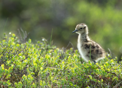 <i class='fa fa-user'></i> anevanrees |   Regenwulp  <i class='fa fa-eye'> 259</i>  <i class='fa fa-thumbs-up'> 1</i>   <i class='fa fa-comment-o'> 6</i>