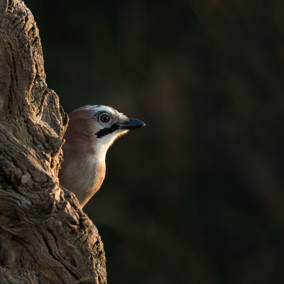 <i class='fa fa-user'></i> Truus Aletta Maan |   Gaai  <i class='fa fa-eye'> 190</i>  <i class='fa fa-thumbs-up'> 11</i>   <i class='fa fa-comment-o'> 22</i>