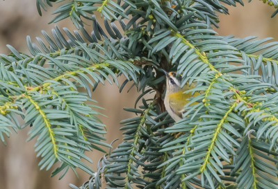 <i class='fa fa-user'></i> PeterBoers |   Vuurgoudhaan  <i class='fa fa-eye'> 119</i>  <i class='fa fa-thumbs-up'> 2</i>   <i class='fa fa-comment-o'> 19</i>