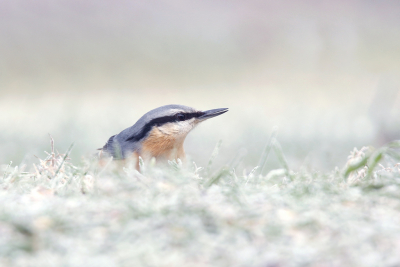 <i class='fa fa-user'></i> Gejo Wassink |   Boomklever  <i class='fa fa-eye'> 134</i>  <i class='fa fa-thumbs-up'> 7</i>   <i class='fa fa-comment-o'> 21</i>