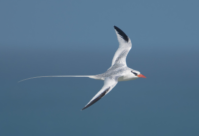 <i class='fa fa-user'></i> Michiel H. |   Roodsnavelkeerkringvogel  <i class='fa fa-eye'> 407</i>  <i class='fa fa-thumbs-up'> 20</i>   <i class='fa fa-comment-o'> 9</i>