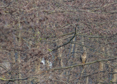 <i class='fa fa-user'></i> hansgans |   Buizerd  <i class='fa fa-eye'> 133</i>   <i class='fa fa-comment-o'> 21</i>