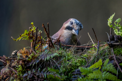 <i class='fa fa-user'></i> wouterroepel |   Gaai  <i class='fa fa-eye'> 116</i>  <i class='fa fa-thumbs-up'> 1</i>   <i class='fa fa-comment-o'> 19</i>