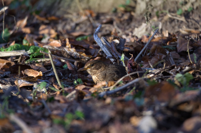 <i class='fa fa-user'></i> RTL |   Merel  <i class='fa fa-eye'> 126</i>  <i class='fa fa-thumbs-up'> 2</i>   <i class='fa fa-comment-o'> 19</i>