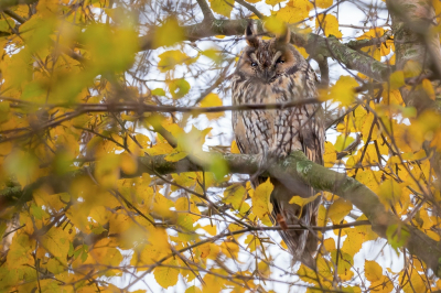 <i class='fa fa-user'></i> Vincent Vuik |   Ransuil  <i class='fa fa-eye'> 131</i>   <i class='fa fa-comment-o'> 19</i>