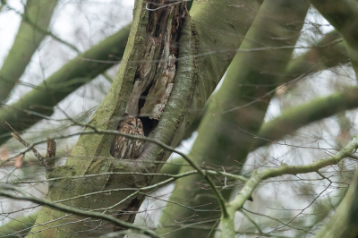 <i class='fa fa-user'></i> Conny Schotanus |   Bosuil  <i class='fa fa-eye'> 127</i>   <i class='fa fa-comment-o'> 19</i>