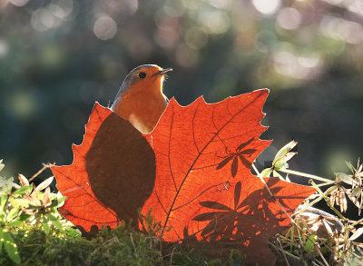 <i class='fa fa-user'></i> Krijn Dijkema |   Roodborst  <i class='fa fa-eye'> 262</i>  <i class='fa fa-thumbs-up'> 13</i>   <i class='fa fa-comment-o'> 22</i>