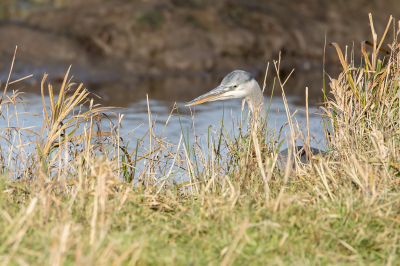 met de auto door een plasdrasgebied met slootjes rijdend, bleken een van die slootjes een Blauwe Reiger te staan. We hebben een plek gekozen met 'uitzicht' op het slootje, met o.a. een plek waar het riet langs de rand nogal in hoogte varieerde.
Het was al ruimschoots lunchtijd, dus alle tijd om, met de camera in de aanslag, ons broodje op te eten en rustig af te wachten of de reiger de goedheid zou willen hebben om langs zo'n stukje korter riet te komen wandelen. Het duurde wat langer dan gehoopt, maar uiteindelijk kwam hij toch naar het goede stuk.