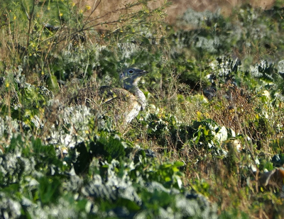 <i class='fa fa-user'></i> corvanspijk |   Grote Trap  <i class='fa fa-eye'> 133</i>  <i class='fa fa-thumbs-up'> 5</i>   <i class='fa fa-comment-o'> 19</i>