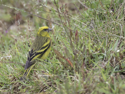 <i class='fa fa-user'></i> Paul van Giersbergen |   Geelkruinkanarie  <i class='fa fa-eye'> 181</i>  <i class='fa fa-thumbs-up'> 1</i>   <i class='fa fa-comment-o'> 1</i>