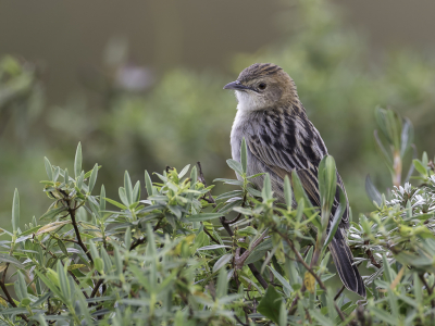 <i class='fa fa-user'></i> Paul van Giersbergen |   Aberdaregraszanger  <i class='fa fa-eye'> 168</i>  <i class='fa fa-thumbs-up'> 2</i>   <i class='fa fa-comment-o'> 1</i>