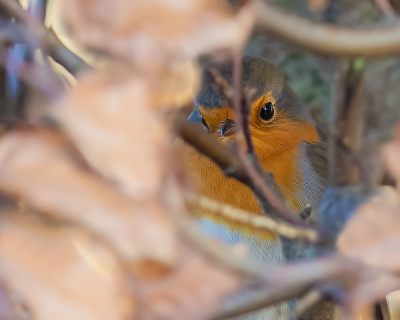 <i class='fa fa-user'></i> Katoo |   Roodborst  <i class='fa fa-eye'> 186</i>  <i class='fa fa-thumbs-up'> 9</i>   <i class='fa fa-comment-o'> 19</i>