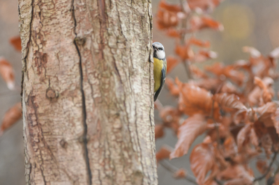 <i class='fa fa-user'></i> Wil Doorn-Meijne |   Pimpelmees  <i class='fa fa-eye'> 120</i>  <i class='fa fa-thumbs-up'> 5</i>   <i class='fa fa-comment-o'> 19</i>