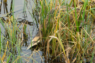 <i class='fa fa-user'></i> anevanrees |   Roerdomp  <i class='fa fa-eye'> 127</i>  <i class='fa fa-thumbs-up'> 5</i>   <i class='fa fa-comment-o'> 20</i>