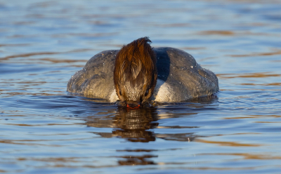 <i class='fa fa-user'></i> Ben Reitsma |   Grote Zaagbek  <i class='fa fa-eye'> 106</i>  <i class='fa fa-thumbs-up'> 2</i>   <i class='fa fa-comment-o'> 19</i>
