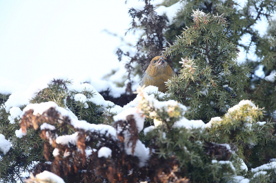 <i class='fa fa-user'></i> Alex Roetemeijer |   Haakbek  <i class='fa fa-eye'> 114</i>   <i class='fa fa-comment-o'> 19</i>