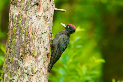 Foto gemaakt vanuit de vogelhut in Putte.
Wel een gelukstreffer, omdat deze soort niet vaak voorbij komt.