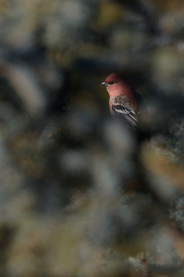 <i class='fa fa-user'></i> jan Luit |   Haakbek  <i class='fa fa-eye'> 125</i>  <i class='fa fa-thumbs-up'> 6</i>   <i class='fa fa-comment-o'> 19</i>