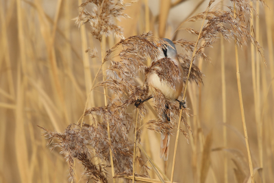 <i class='fa fa-user'></i> thijsglastra |   Baardman  <i class='fa fa-eye'> 152</i>  <i class='fa fa-thumbs-up'> 7</i>   <i class='fa fa-comment-o'> 19</i>