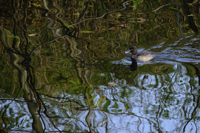 <i class='fa fa-user'></i> josephine |   Kuifeend  <i class='fa fa-eye'> 116</i>   <i class='fa fa-comment-o'> 19</i>