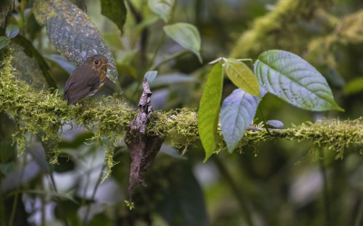 <i class='fa fa-user'></i> Lennart Verheuvel |   Okerborstdwergmierpitta  <i class='fa fa-eye'> 192</i>  <i class='fa fa-thumbs-up'> 3</i>   <i class='fa fa-comment-o'> 5</i>