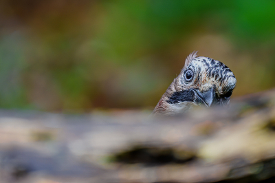 <i class='fa fa-user'></i> GeertN |   Gaai  <i class='fa fa-eye'> 98</i>  <i class='fa fa-thumbs-up'> 4</i>   <i class='fa fa-comment-o'> 19</i>