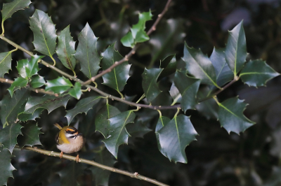 <i class='fa fa-user'></i> hjstukker |   Vuurgoudhaan  <i class='fa fa-eye'> 104</i>  <i class='fa fa-thumbs-up'> 1</i>   <i class='fa fa-comment-o'> 19</i>